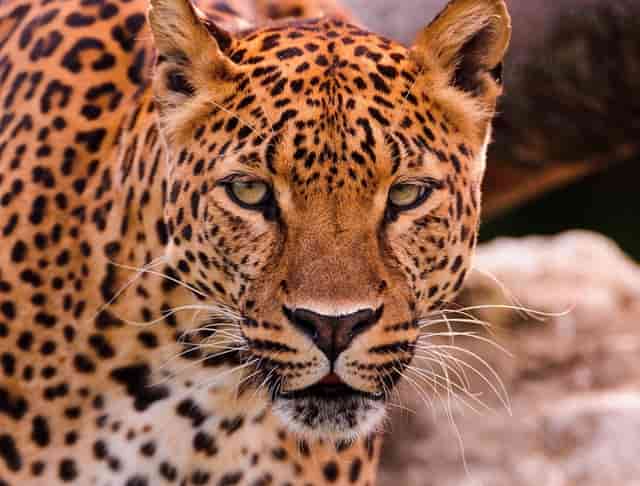 高血压患者用药后血压多少